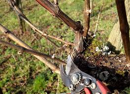Am besten noch bevor die blüten alle. Reben Schneiden Weingut Steffens Kess