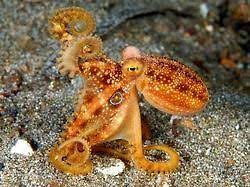 Poison Ocellate Octopus Or Mototi Octopus Octopus Mototi Although It Looks Similar To The Carribean Two Spot Octop Octopus Octopus Pictures Sea Creatures