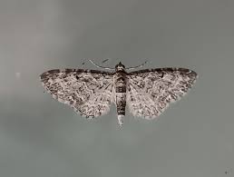 Image result for Eupithecia subfuscata