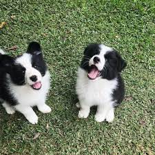5 Astounding Border Collie Dog Tips Ideas Puppies Collie Dog Dog Breeds