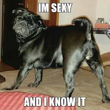 The best gifs for queue: Meme Pug Pugmania Pugsley Carlinogram Carlino Pugst Flickr