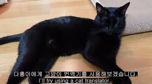 박경림과 함께 '박수홍 박경림 고속도로 테이프'(박고테)로 활동했었으나, 진지하게 음악을 하려고 하기 보단 예능용에 쓰기 위한 활동에 가까웠다. ë°•ìˆ˜í™ ë‹¤í™ì´ ê³ ì–'ì´ ë²ˆì—­ê¸° ì‚¬ìš© ì‹¤íŒ¨ ë§ˆìŒìœ¼ë¡œ ë²ˆì—­í•˜ê² ë‹¤ ê²€ì€ê³ ì–'ì´ ë„¤ì´íŠ¸ë‰´ìŠ¤