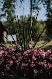 Fantastic Totally Free Gardening Tools With Names Concepts Receiving Got Going In The Garden In My Ballet Shoes Can Be A Challenging Task There Is Certainly A
