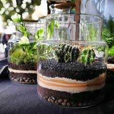We Are Out Today Have A Lovely Saturday Terrarium Cactus Cacti Kaktus Gardeninglass Indoor Indoorgardening Biotop Bi Terrarium Lovely Cactus