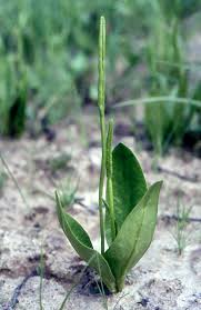 Image result for Ophioglossaceae