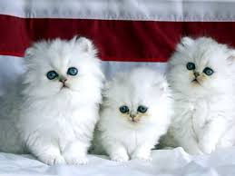 In this gallery cats we have 180 free png images with transparent background. Persian Cat Wallpapers Hd Download Cute Cat Wallpaper Cute Cats And Dogs Cute Cats And Kittens