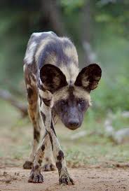 $ your offer must be higher than $5,000. African Wild Dog With Intense Stare Cape Hunting Dogs Lycaon Pictus Indigenous To Africa Are Highly In 2021 Animal Photography Dogs Wild Dogs African Hunting Dog