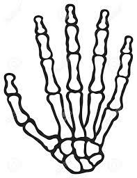 We did not find results for: Human Skeleton Hand Vector Human Hand Bones Royalty Free Cliparts Vectors And Stock Illustration Image 17470020