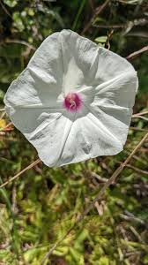 Image result for Ipomoea kituiensis