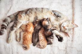 hayvan barinaklari kedi kopek barinagi blog11