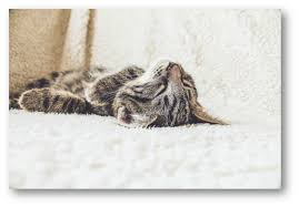 While it can take a little work to remove pet hair, it can be done! How To Get Cat Hair Out Of Carpet Small Animal Planet