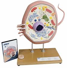 Print the scripts for animal and plant cells. Frey Scientific 1015723 Typical Animal Cell Model Buy Stuff Store