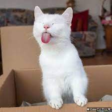 Special Profile Pic For Cat Lover Girls Fb Dp Cute Cats Cats Kittens Cutest