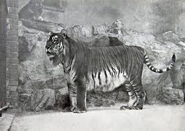 Surviving Development And Growth Extinct Animals Extinct And Endangered Animals Caspian Tiger
