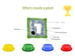 Today, we're just going to look at the structure of a plant cell/the organelles inside a plant cell. Plant Cell Quiz G C Free Activities Online For Kids In 2nd Grade By Alex Goode