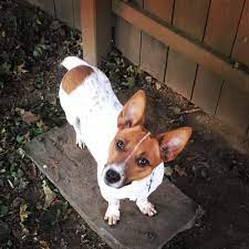 Love him to death, he's about 2 1/2 years old. Do Corgi Jack Russell Mixes Qualify Meet Porkchop Corgi