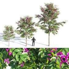 Robinia × ambigua 'purple robe' robinia pseudoacacia 'purple robe'. Purple Robe Locust Robinia Pseudoacacia 3d Model