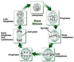 Label both a plant and animal cell on a poster layout. Bm 05 03 Gif 328 273 Mitosis Cell Cycle Plant Cell