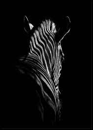 Zebra B W Poster Zebra Painting Black And White Posters Black And White Animal Photography