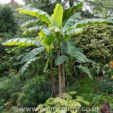 Dwarf bananas, such as the dwarf cavendish, require the same care as their taller cousins. Musa Basjoo Hardy Banana Tree For Sale Uk The Palm Centre