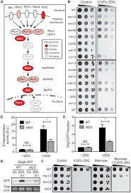 Welcome to dg2 free maps. The Induction Of Had Like Phosphatases By Multiple Signaling Pathways Confers Resistance To The Metabolic Inhibitor 2 Deoxyglucose Science Signaling