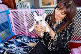French bulldogs la is a french bulldog breeder located just outside los angeles in the ojai valley of ventura county in southern california. French Bulldog Puppies Los Angeles 187 Photos 131 Reviews Pet Breeders 3011 W Ball Rd Anaheim Ca Phone Number Yelp
