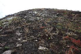 Image result for Phylica emirnensis