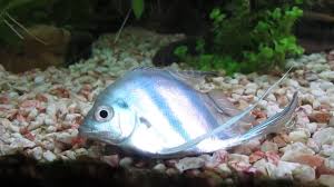 Look for cloudy pupils, which is also a sign of death in most aquarium fish. Is My Fish Dying Kcpc Org