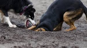 You can use a scent as a dog digging repellent: Why Do Dogs Dig How To Stop A Dog From Digging Dog Digging