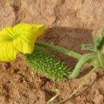 Image result for Cucumis ficifolius