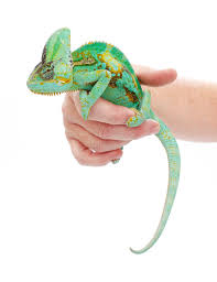 veiled chameleon care sheet