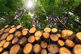 Wood Basics: Different Uses and Care ...