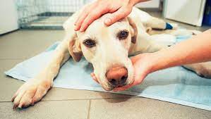 When looking at dog life expectancy and ages, a lot of people want to know how to convert dog years to human years. Michigan Pet Hospital To Test Chinese Herbal Medicine On Dogs