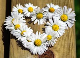 Drinking chamomile may increase the concentration of coumarin in the blood causing medical risk. How To Make Chamomile Tea 5 Recipes From Simple Tea To A Hot Toddy Sencha Tea Bar