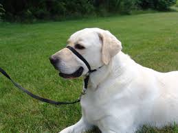 How do i put the gentle leader on? Gentle Leader Canada The Gentle Leader Head Collar