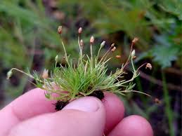 Image result for Sagina