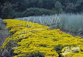 Image result for Grona stolzii