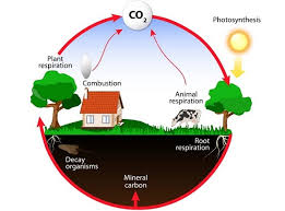 Energy Flow In Ecosystem Tutorialspoint