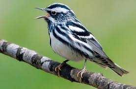 Birds Of A Feather 2019 Cast Spruce Woods Warblers Revisited 60 Years Later The Cast Of Characters Has Changed Black White Birds Little Birds