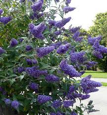 Image result for Komule empire blue