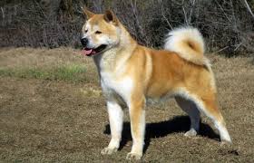 Females weigh 80 pounds and are at least 23 inches at the withers. Akita Growth Weight Chart Everything You Need To Know Pawlicy Advisor
