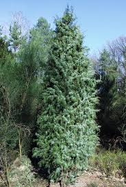 Der wacholder (juniperus communis l.), genauer dessen beeren, wirken sanft entwässernd und können schon beim kleinsten hinweis auf eine blasenentzündung helfen. Gemeiner Wacholder Bgbm