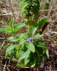 Image result for Mesosphaerum suaveolens