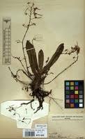 Image result for Angraecopsis gracillima