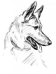pin on animal coloring pages coloriage arche pdf