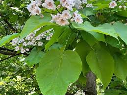 Image result for Catalpa