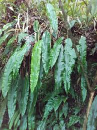 Image result for Oleandra distenta