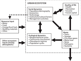 1 Conceptual Diagram Of An Urban Ecosystem Showing