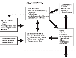 1 conceptual diagram of an urban ecosystem showing