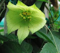 Image result for Dalechampia capensis